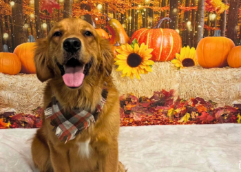 Dogs & Thanksgiving: Dos & Don’ts