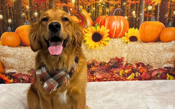 Dogs & Thanksgiving: Dos & Don’ts