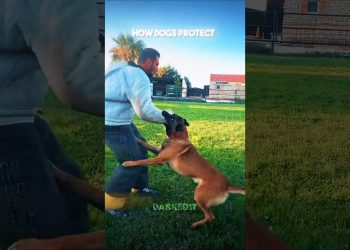 Dogs protection vs these guys ☠️ #edit #dog #cat #newyork #usa