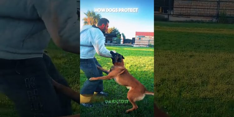 Dogs protection vs these guys ☠️ #edit #dog #cat #newyork #usa