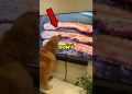 Dogs watching TV🤣                      #dog #funny #pets #freak2fr Dogs watching TV🤣                      #dog #funny #pets #freak2fr