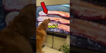 Dogs watching TV🤣                      #dog #funny #pets #freak2fr Dogs watching TV🤣                      #dog #funny #pets #freak2fr