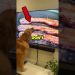 Dogs watching TV🤣                      #dog #funny #pets #freak2fr Dogs watching TV🤣                      #dog #funny #pets #freak2fr