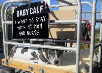 Driving Home the “Dairy Is Scary” Message at the Howl-O-Ween 5K
