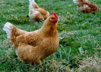 EC must reaffirm commitment to legislative action on animal welfare as partial leak raises concerns