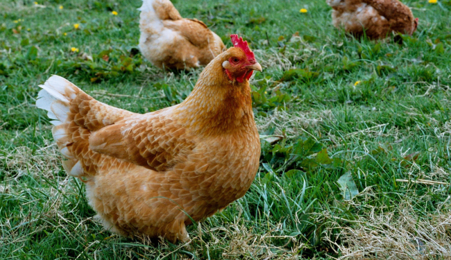 EC must reaffirm commitment to legislative action on animal welfare as partial leak raises concerns