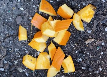 Five Sustainable Ways to Recycle Your Halloween Pumpkin 