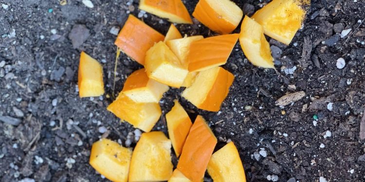 Five Sustainable Ways to Recycle Your Halloween Pumpkin 