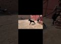 Heavy Bully Dog Badshah Attack || Shahi Pet House || Hammad Pet House #ytshorts Heavy Bully Dog Badshah Attack || Shahi Pet House || Hammad Pet House #ytshorts