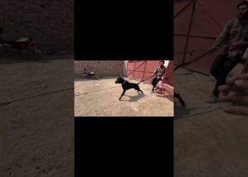 Heavy Bully Dog Badshah Attack || Shahi Pet House || Hammad Pet House #ytshorts