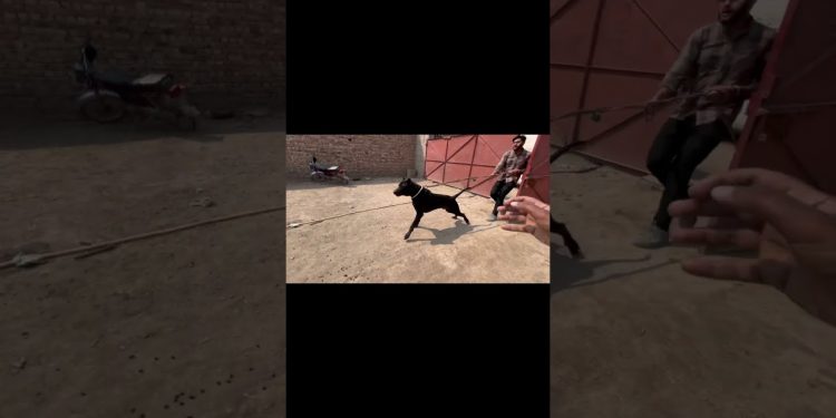 Heavy Bully Dog Badshah Attack || Shahi Pet House || Hammad Pet House #ytshorts