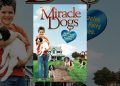 Miracle Dogs Miracle Dogs
