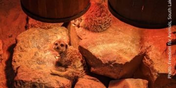 No More Zoo Secrets | Freedom for Animals No More Zoo Secrets | Freedom for Animals