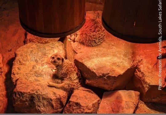 No More Zoo Secrets | Freedom for Animals No More Zoo Secrets | Freedom for Animals