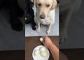 No cheating πππ#labrador #shorts #dogbreed #short#dog No cheating πππ#labrador #shorts #dogbreed #short#dog