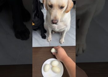 No cheating 😂😇🐕#labrador #shorts #dogbreed #short#dog