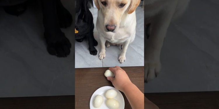 No cheating 😂😇🐕#labrador #shorts #dogbreed #short#dog