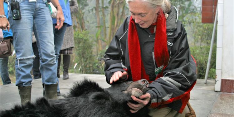 Remembering our friend Dr Jane Goodall DBE