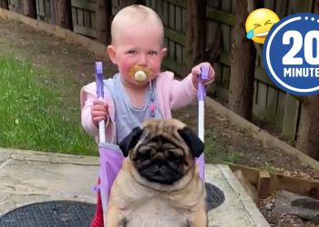 SPOILED Dog 😂 🤣 | FUNNIEST Pets of the Month