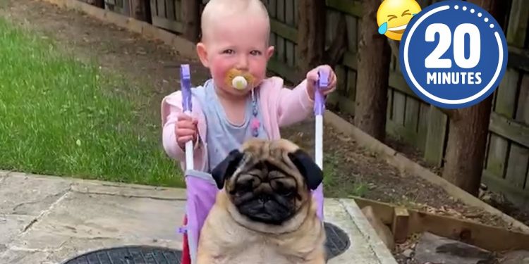 SPOILED Dog 😂 🤣 | FUNNIEST Pets of the Month