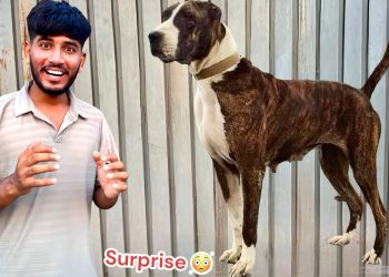 SURPRISE😍 HUM NEW HEAVY BULLY DOG LE RHY HAIN😱