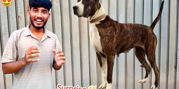 SURPRISE😍 HUM NEW HEAVY BULLY DOG LE RHY HAIN😱