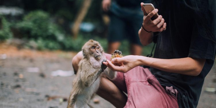 Social Media Is Fueling Harmful Wild Animal Tourism