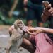 Social Media Is Fueling Harmful Wild Animal Tourism