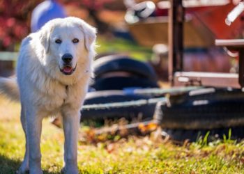 The 13 Best Dog Food Toppers for Great Pyrenees
