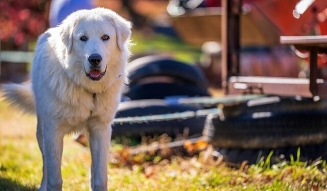 The 13 Best Dog Food Toppers for Great Pyrenees