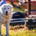The 13 Best Dog Food Toppers for Great Pyrenees The 13 Best Dog Food Toppers for Great Pyrenees