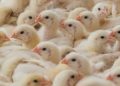 The Industrial Chokehold On Chicken Production The Industrial Chokehold On Chicken Production