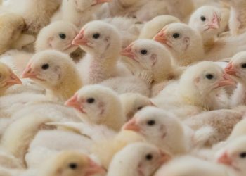 The Industrial Chokehold On Chicken Production