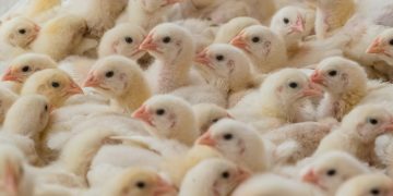 The Industrial Chokehold On Chicken Production The Industrial Chokehold On Chicken Production