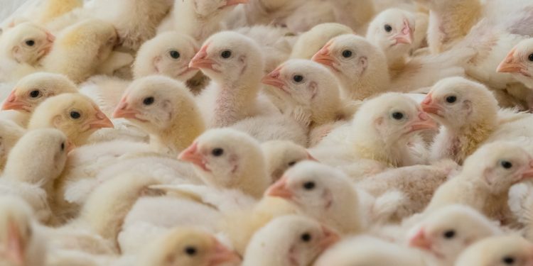 The Industrial Chokehold On Chicken Production