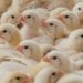 The Industrial Chokehold On Chicken Production The Industrial Chokehold On Chicken Production