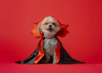 Top 5 Dog-Approved Halloween Costumes