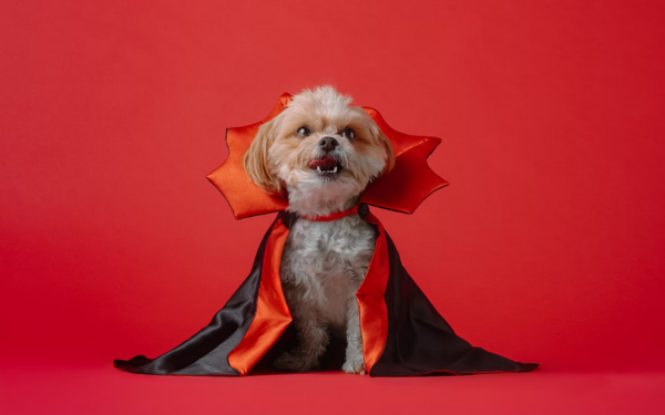 Top 5 Dog-Approved Halloween Costumes