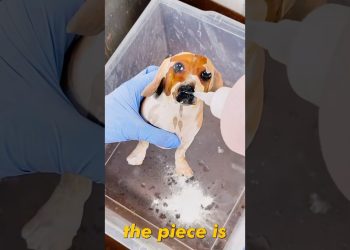 Turning My Dog Into SLINK From TOY STORY! #art #diy #howto #dog