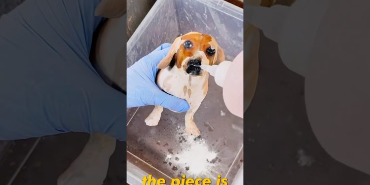 Turning My Dog Into SLINK From TOY STORY! #art #diy #howto #dog