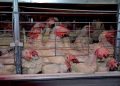 What Is an “Enriched Cage,” and Why Is It Bad for Animals? What Is an “Enriched Cage,” and Why Is It Bad for Animals?