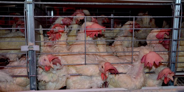 What Is an “Enriched Cage,” and Why Is It Bad for Animals? What Is an “Enriched Cage,” and Why Is It Bad for Animals?