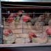 What Is an “Enriched Cage,” and Why Is It Bad for Animals? What Is an “Enriched Cage,” and Why Is It Bad for Animals?