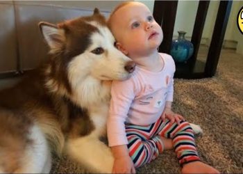 When a Dog Becomes a Baby’s Lifelong Friend ❤️🐾