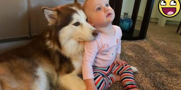 When a Dog Becomes a Baby’s Lifelong Friend ❤️🐾