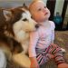 When a Dog Becomes a Baby’s Lifelong Friend ❤️🐾 When a Dog Becomes a Baby’s Lifelong Friend ❤️🐾