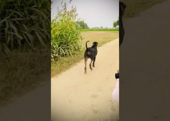 #bullykutta #pakistanibullykutta #doglover #dog