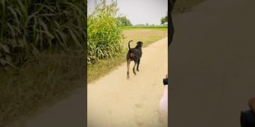 #bullykutta #pakistanibullykutta #doglover #dog #bullykutta #pakistanibullykutta #doglover #dog