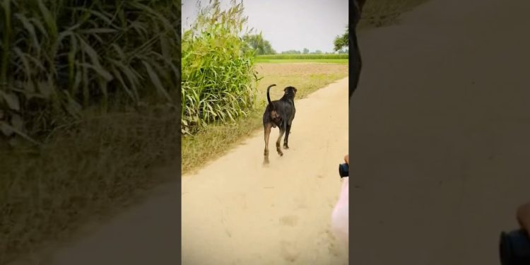 #bullykutta #pakistanibullykutta #doglover #dog #bullykutta #pakistanibullykutta #doglover #dog