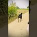 #bullykutta #pakistanibullykutta #doglover #dog #bullykutta #pakistanibullykutta #doglover #dog